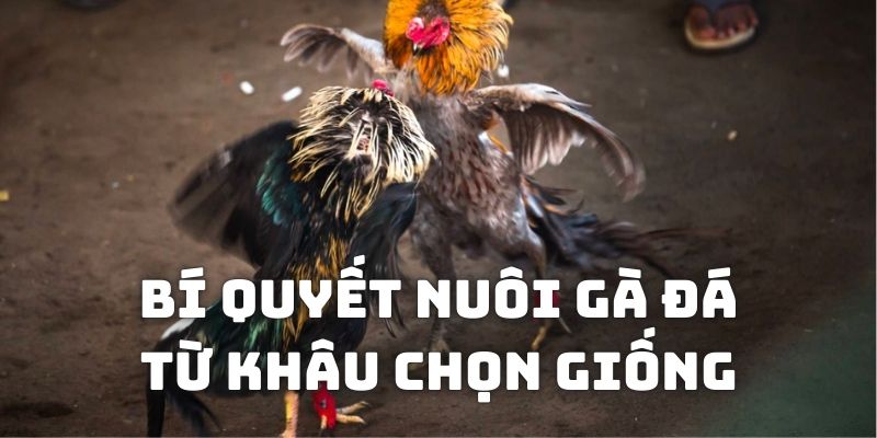 Bí quyết nuôi gà thi đấu cần cẩn thận từ khâu lựa chọn giống