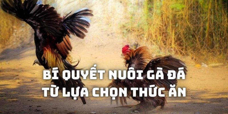 Những loại thức ăn phổ biến và cần thiết dành cho gà chọi