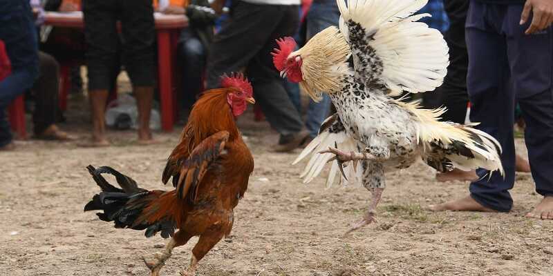 Đá gà là thể loại được nhiều hội viên yêu thích và tham gia