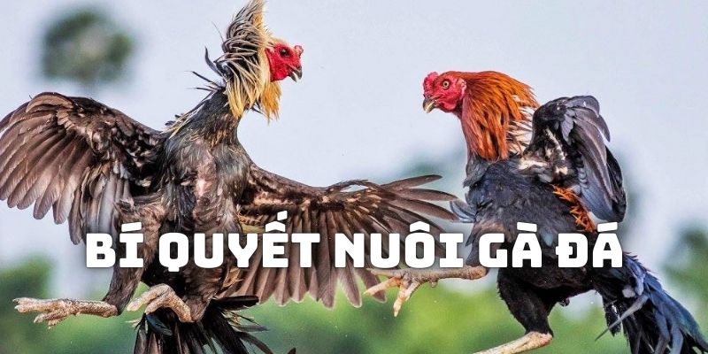 Bí quyết nuôi gà đá Ww88